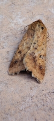 Helicoverpa armigera