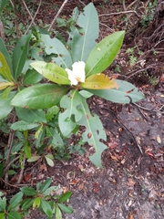 Gordonia lasianthus