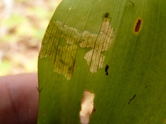 Parallelomma vittatum