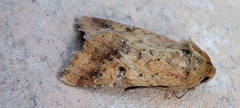 Helicoverpa armigera