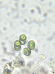 Eucapsis alpina