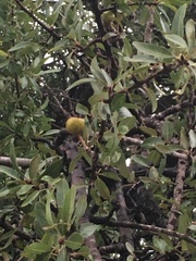 Pyrus spinosa
