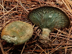 Lactarius chelidonium