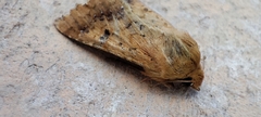 Helicoverpa armigera