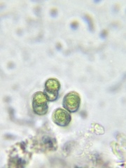 Eucapsis alpina