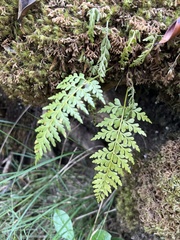 Asplenium insiticium