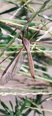 Tipula