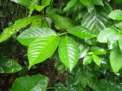 Ficus benguetensis