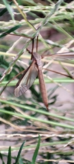 Tipula