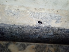 Macroscytus brunneus