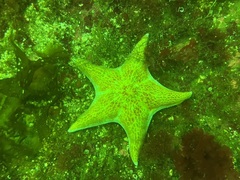 Dermasterias imbricata