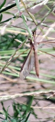 Tipula