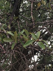 Pyrus spinosa
