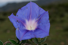 Ipomoea pubescens