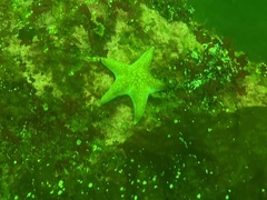 Dermasterias imbricata