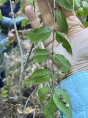 Zanthoxylum clava-herculis