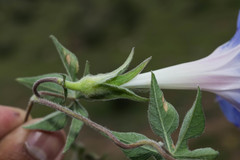 Ipomoea pubescens