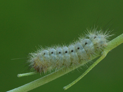Zygaena minos