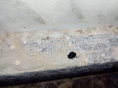 Macroscytus brunneus