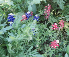 Lupinus texensis