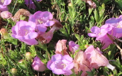 Agalinis heterophylla