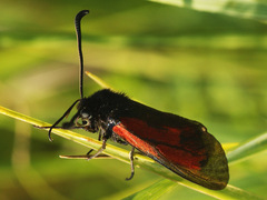 Zygaena minos