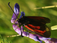 Zygaena minos