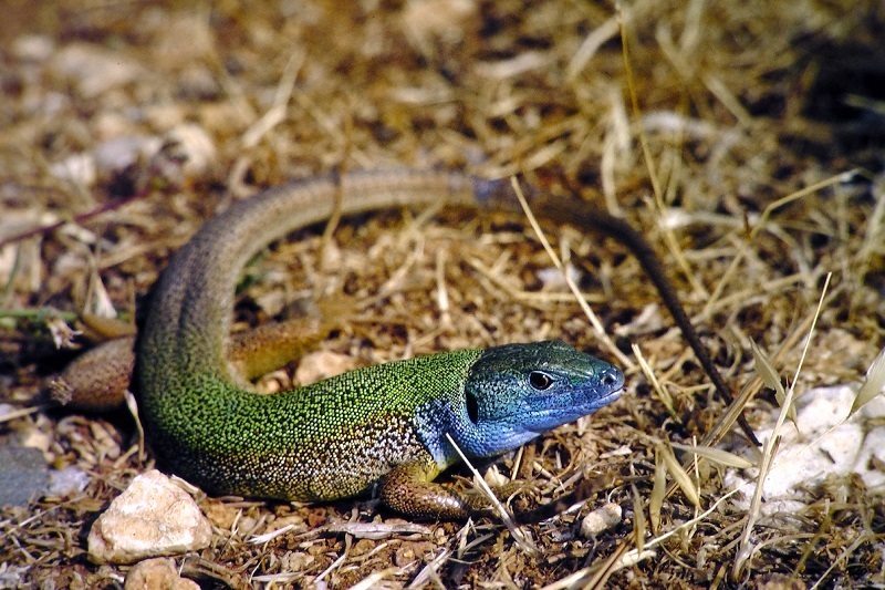 Pamphylian Green Lizard
