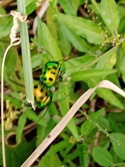 Chrysocoris stollii