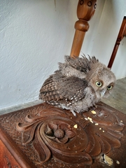 Megascops guatemalae