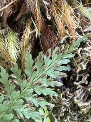 Asplenium insiticium