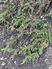Juniperus communis depressa