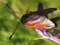 Zygaena minos