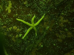 Henricia