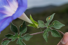 Ipomoea pubescens