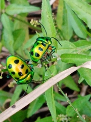 Chrysocoris stollii