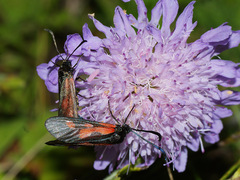 Zygaena minos