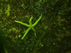 Henricia