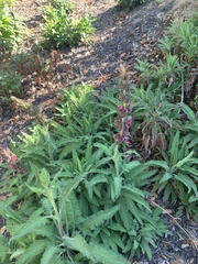 Salvia spathacea
