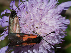 Zygaena minos