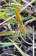 Tipula vernalis