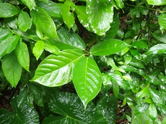 Ficus benguetensis
