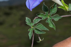 Ipomoea pubescens