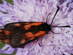 Zygaena minos