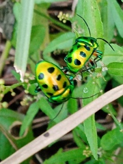 Chrysocoris stollii