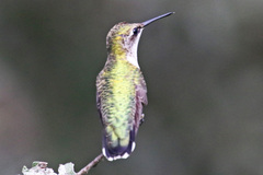 Archilochus alexandri