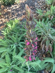 Salvia spathacea