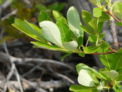 Salix humilis