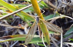 Tipula vernalis