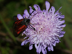 Zygaena minos